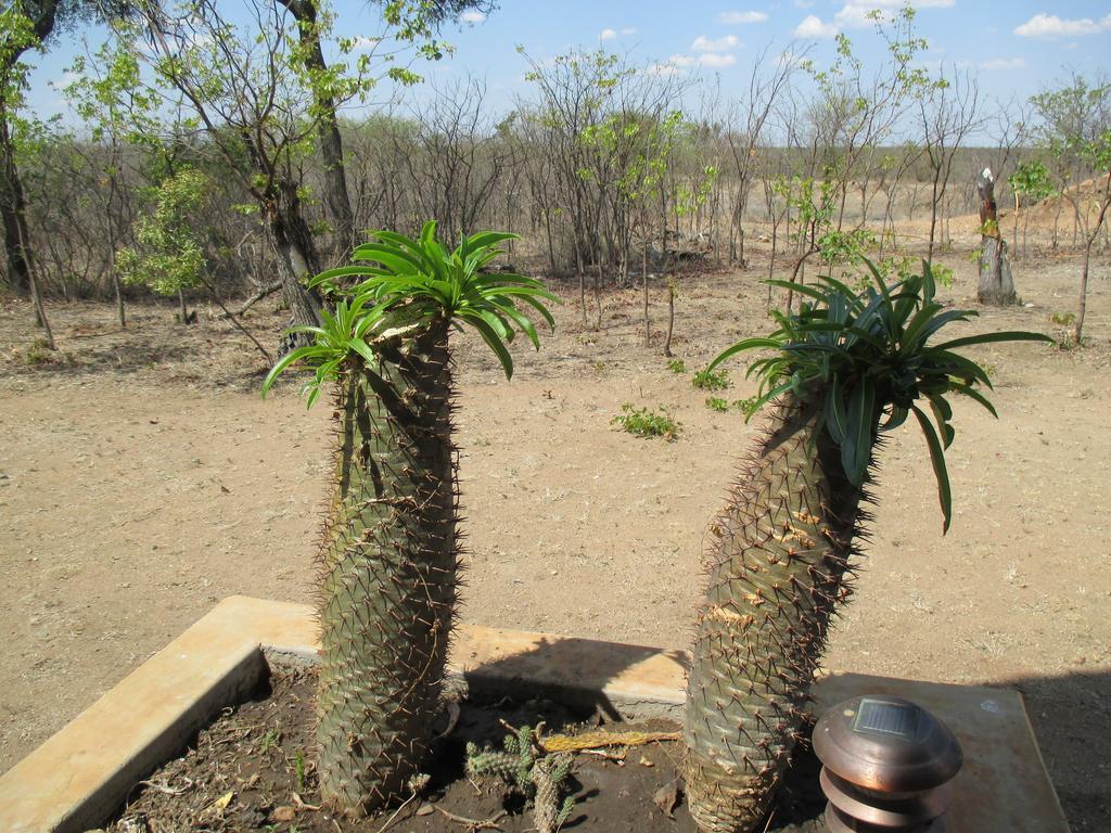Silonque Bush Estate And Spa Phalaborwa Exterior foto